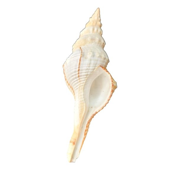 Seashell Spindle Shell Striped Cream White Hemifusus Ternatanuus 6" Long PR - Picture 2 of 5